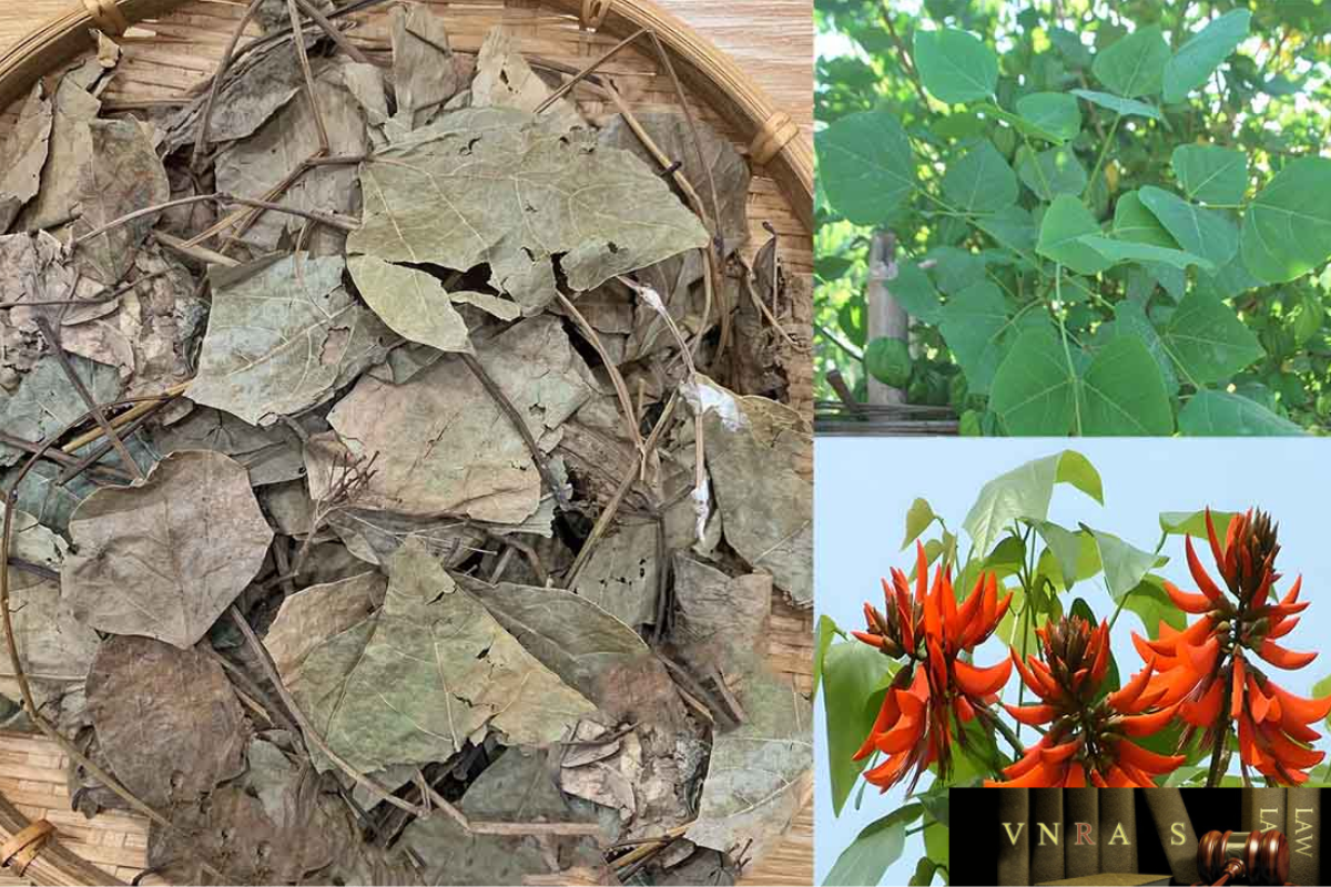 cây thuốc hỗ trợ điều trị rối loạn thân kinh thực vật