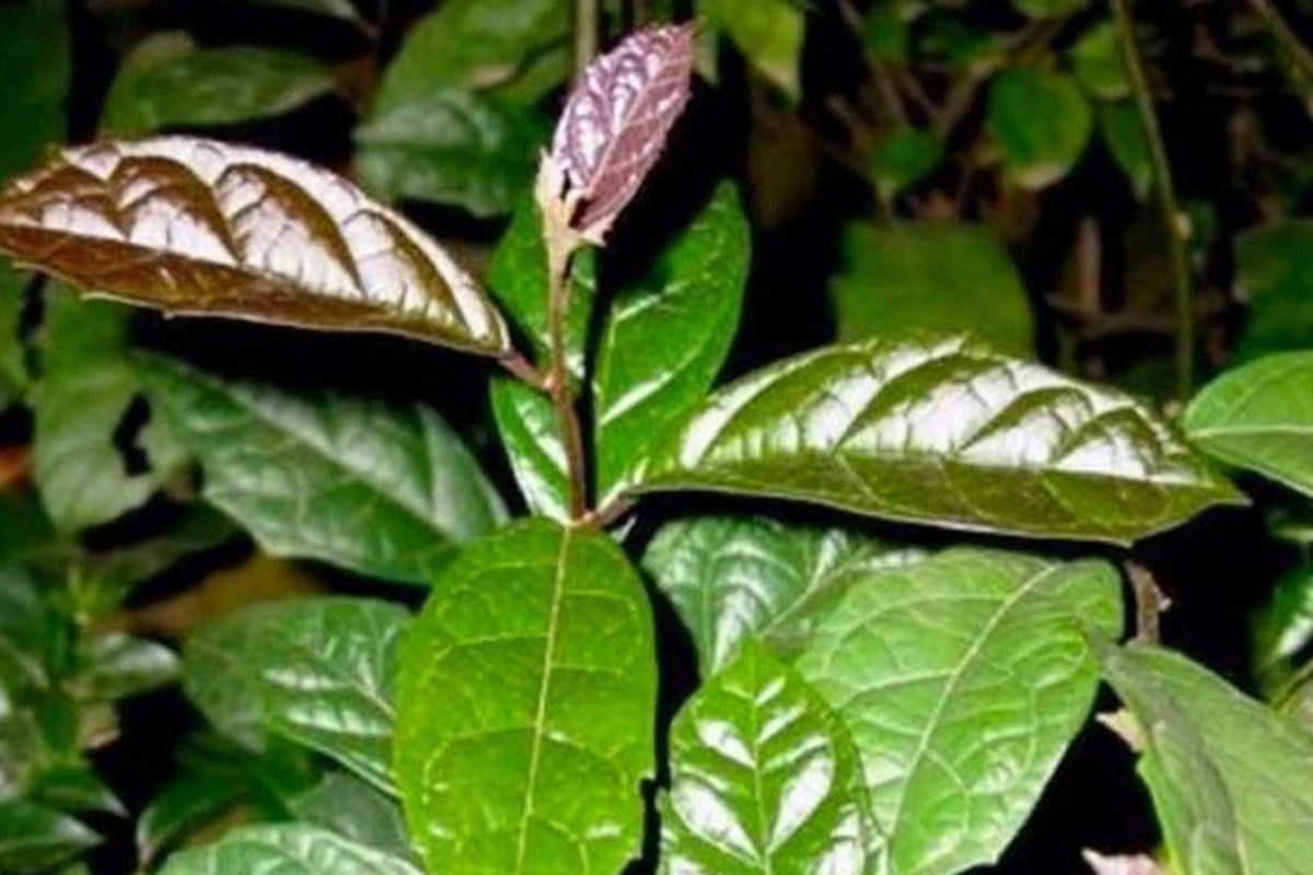 cây thuốc hỗ trợ điều trị rối loạn thân kinh thực vật