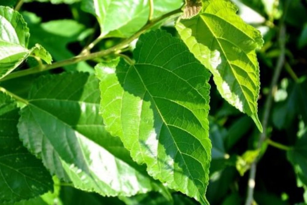 cây thuốc hỗ trợ điều trị rối loạn thân kinh thực vật