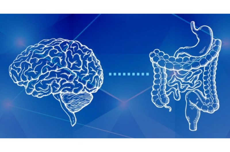 trục não - ruột hoạt động như thế nào